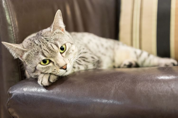 Tanda-tanda Kucing akan Mati: Kenali Gejalanya dan Berikan Perawatan yang Tepat